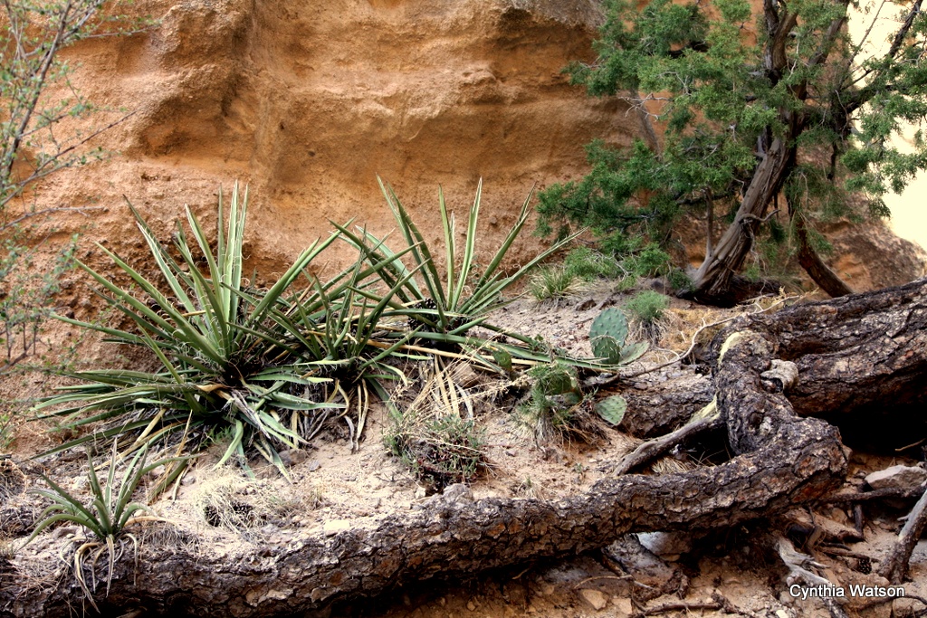 Near Sante Fe
