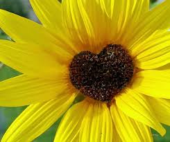 natural hearts