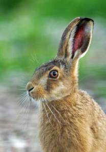 rabbit