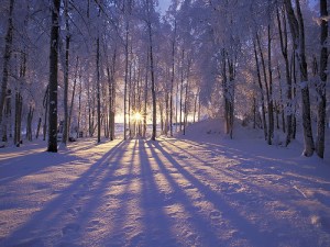 winter wonder