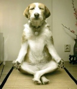 meditating dog