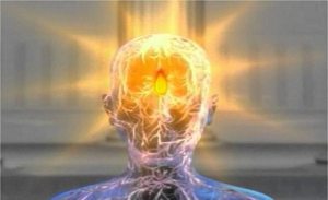 brain