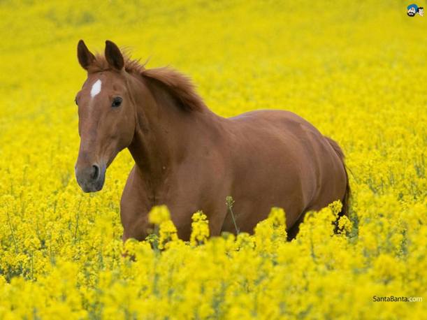 horse
