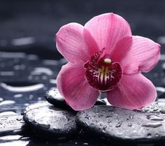 lily
