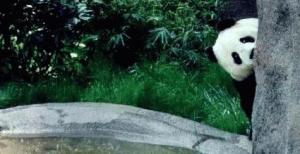 panda