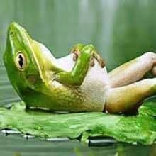 frog
