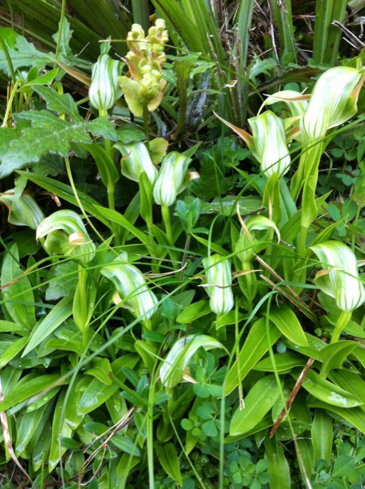 3c205-chariclolily-sacredpathwayschristine