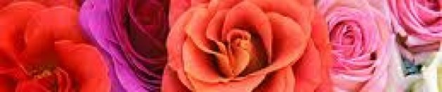 cropped-roseimages