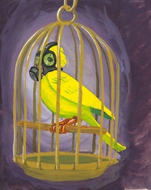 canary