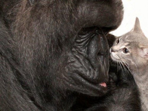 Koko