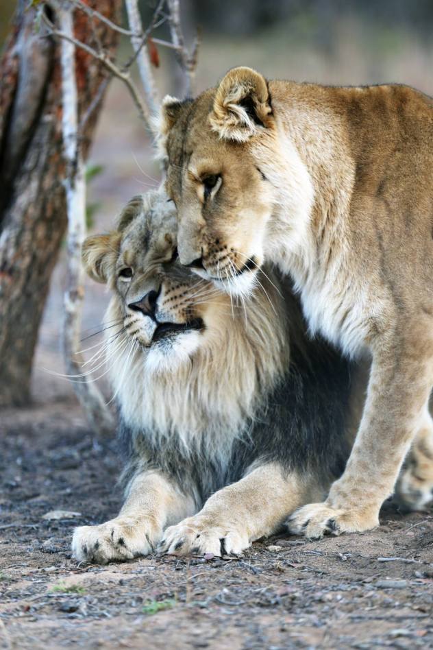 lions