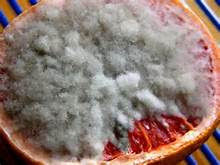 mold