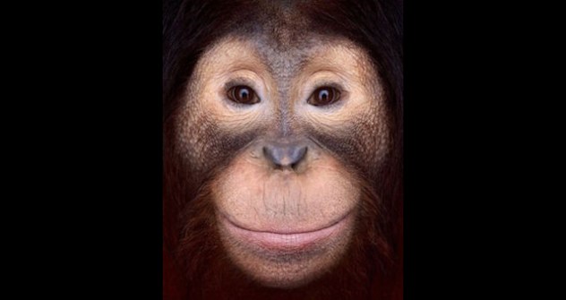 Orangutan-Face-1