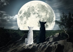 wolves