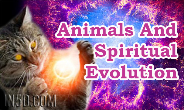animals