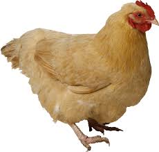 chicken