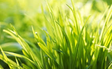 grass