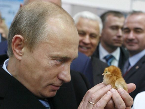 putin-baby-chick-588x441
