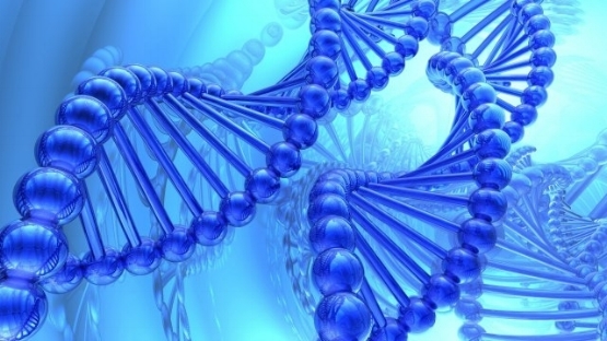 500614-dna