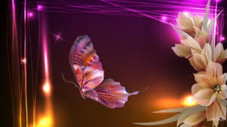 butterfly