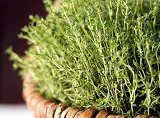 cu1ecfxu1ea1hu01b0u01a1ngthyme1
