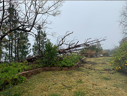 fallen-tree2.jpg