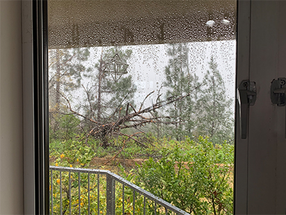 fallen-tree.jpg