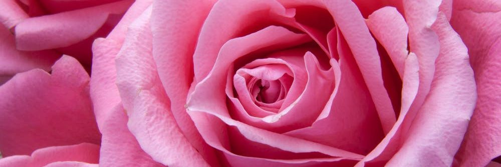 This image has an empty alt attribute; its file name is cropped-42c4c9b9-5e10-47bc-a3cf-022f2b13bf7b.jpeg